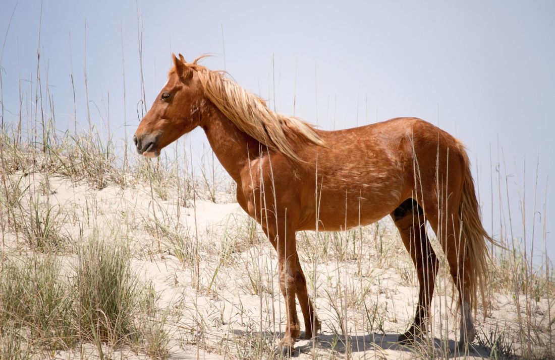 Comment se font les cotes des paris ?
