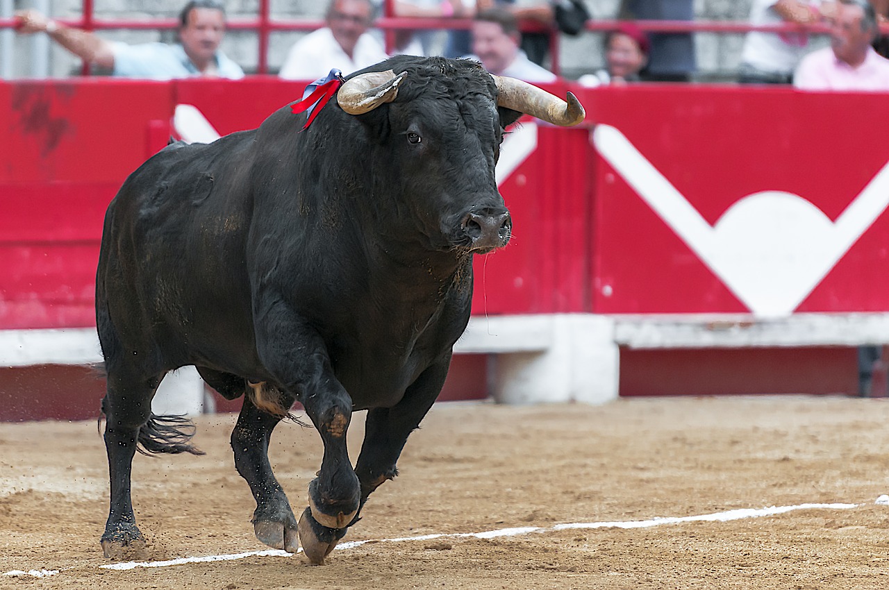 Comment sont élevés les taureaux de corrida ?
