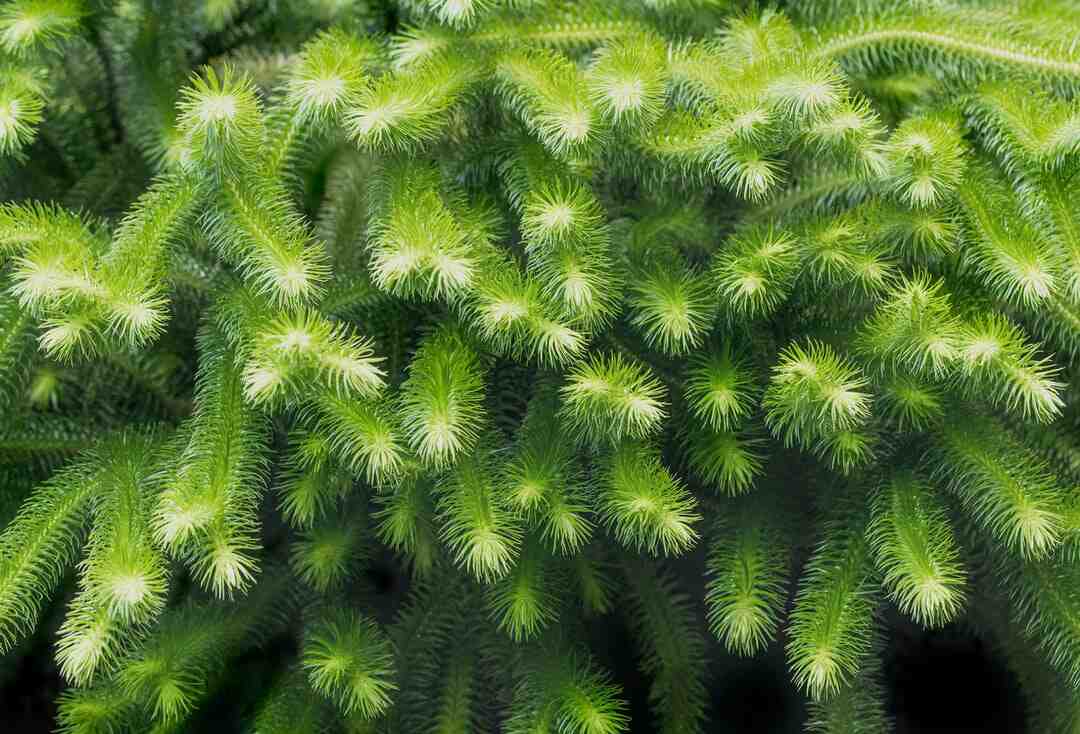 Quel est le club de foot le plus titré en Allemagne ?