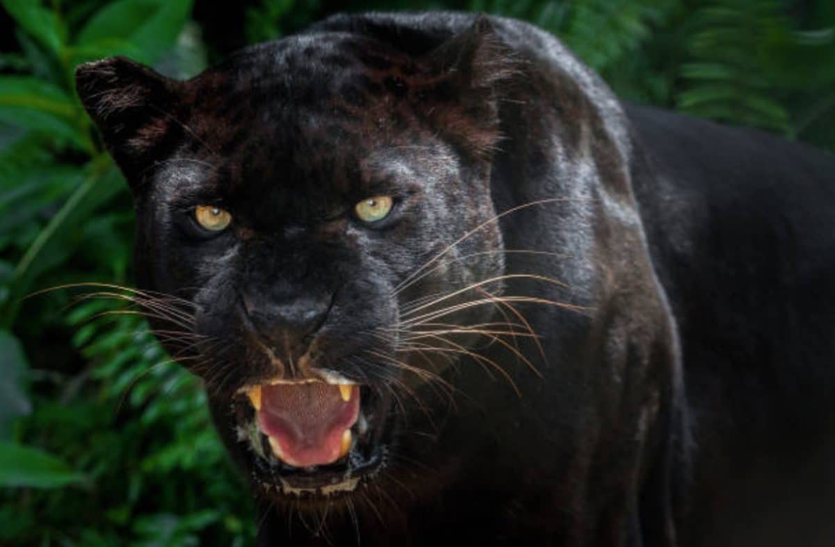 Est-ce que les Panthère noire existe ?