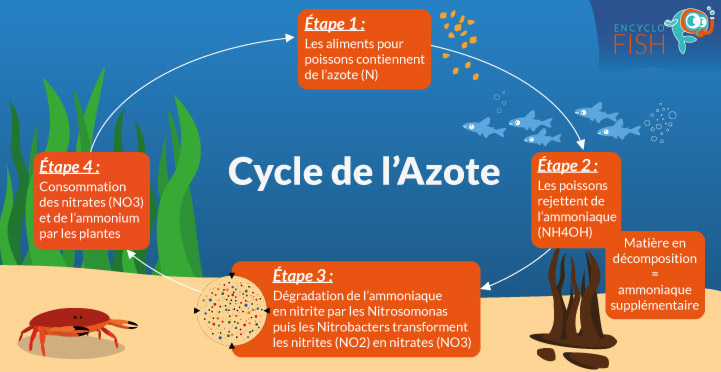 Est-ce que l’argent va dans l’eau ?