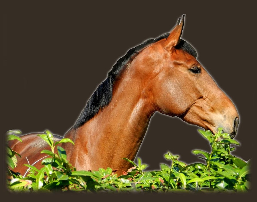 Est-ce qu’un ligament repousse ?