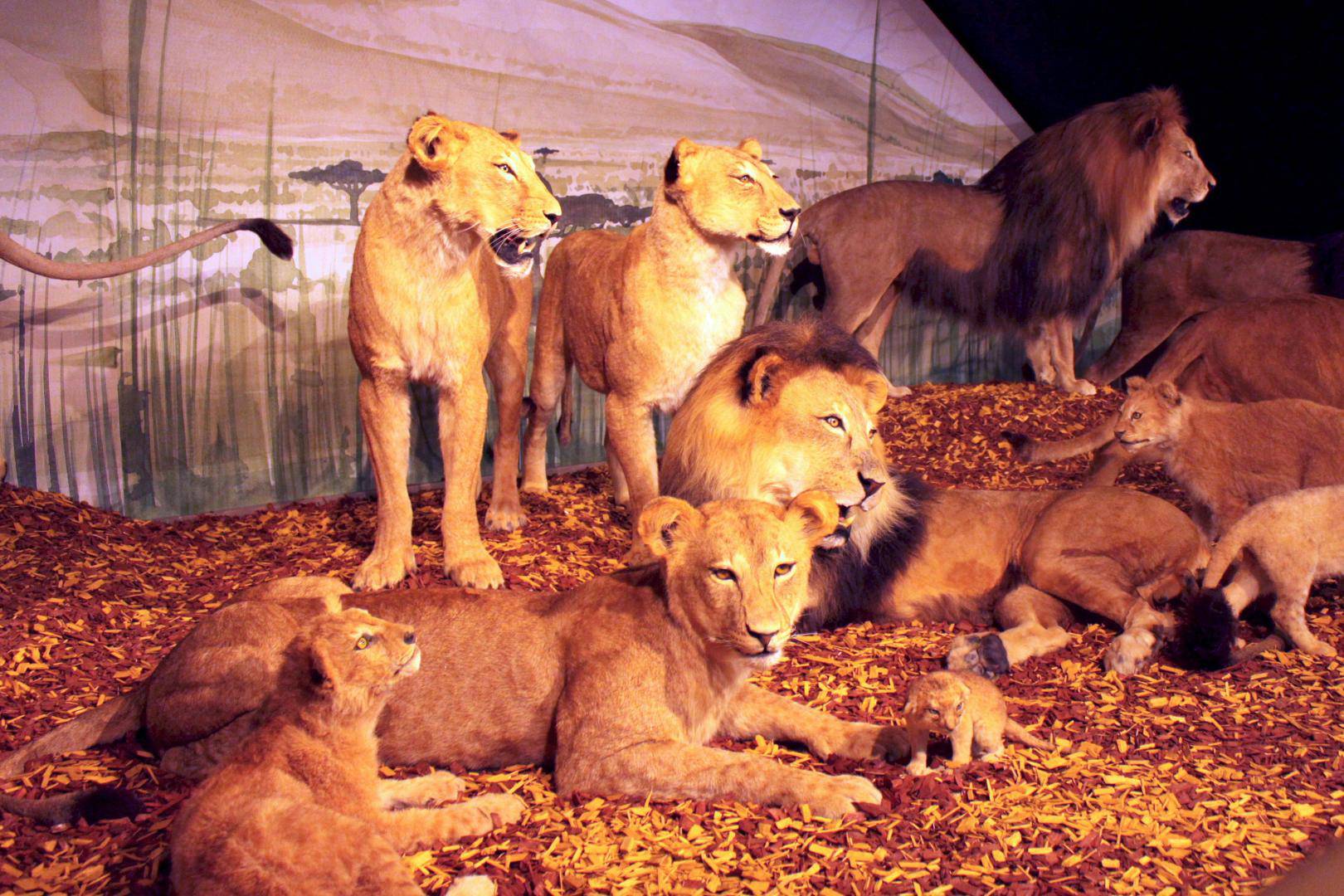 Est-ce que l’Arche de Noé a vraiment existé ?