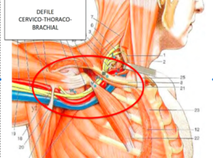 Où passe le nerf lingual ?