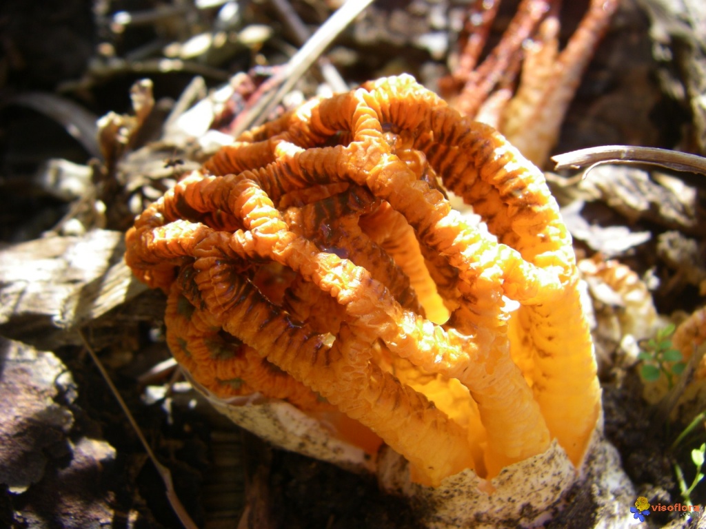 Quel est le nouveau numéro de Coutinho ?