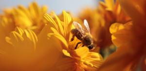 Pourquoi l’expression pas piqué des hannetons ?
