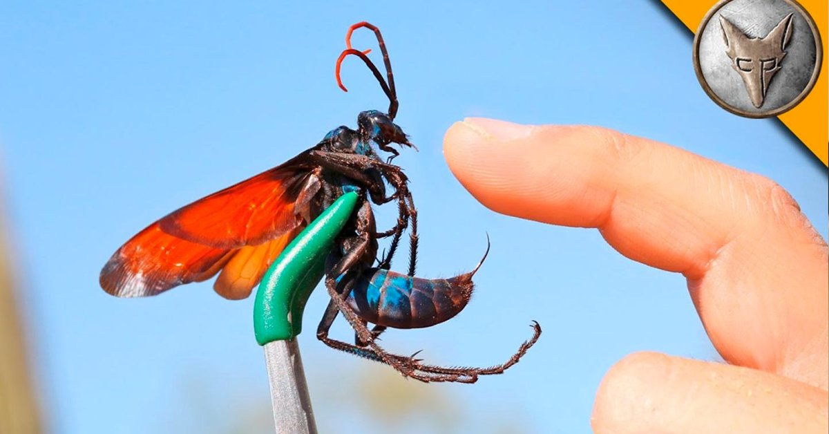 Qui a les plus gros mollet du monde ?