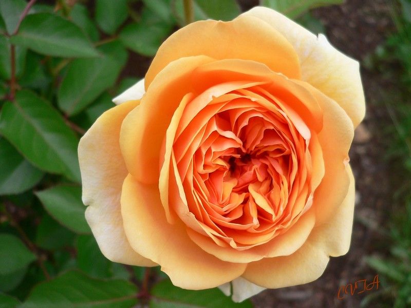 Pourquoi le 15 de la rose ?