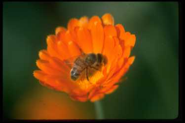 Pourquoi le match du Danemark a été interrompue ?