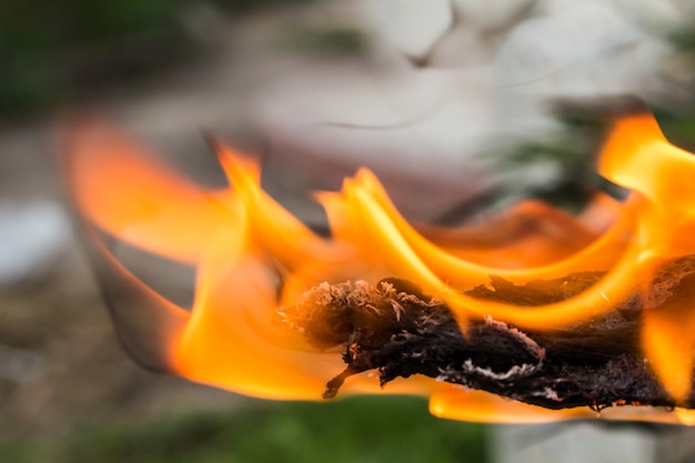 Quel est le plus gros pic bois ?