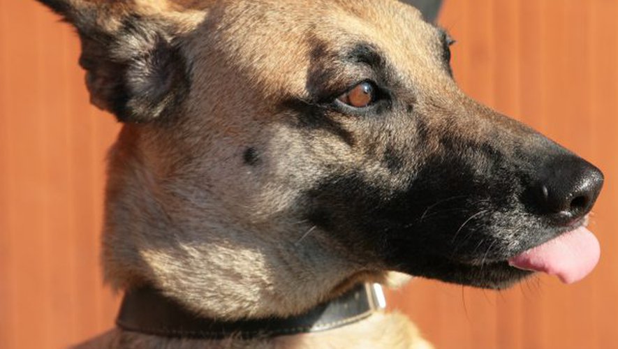 Quel est le chien du LOSC ?