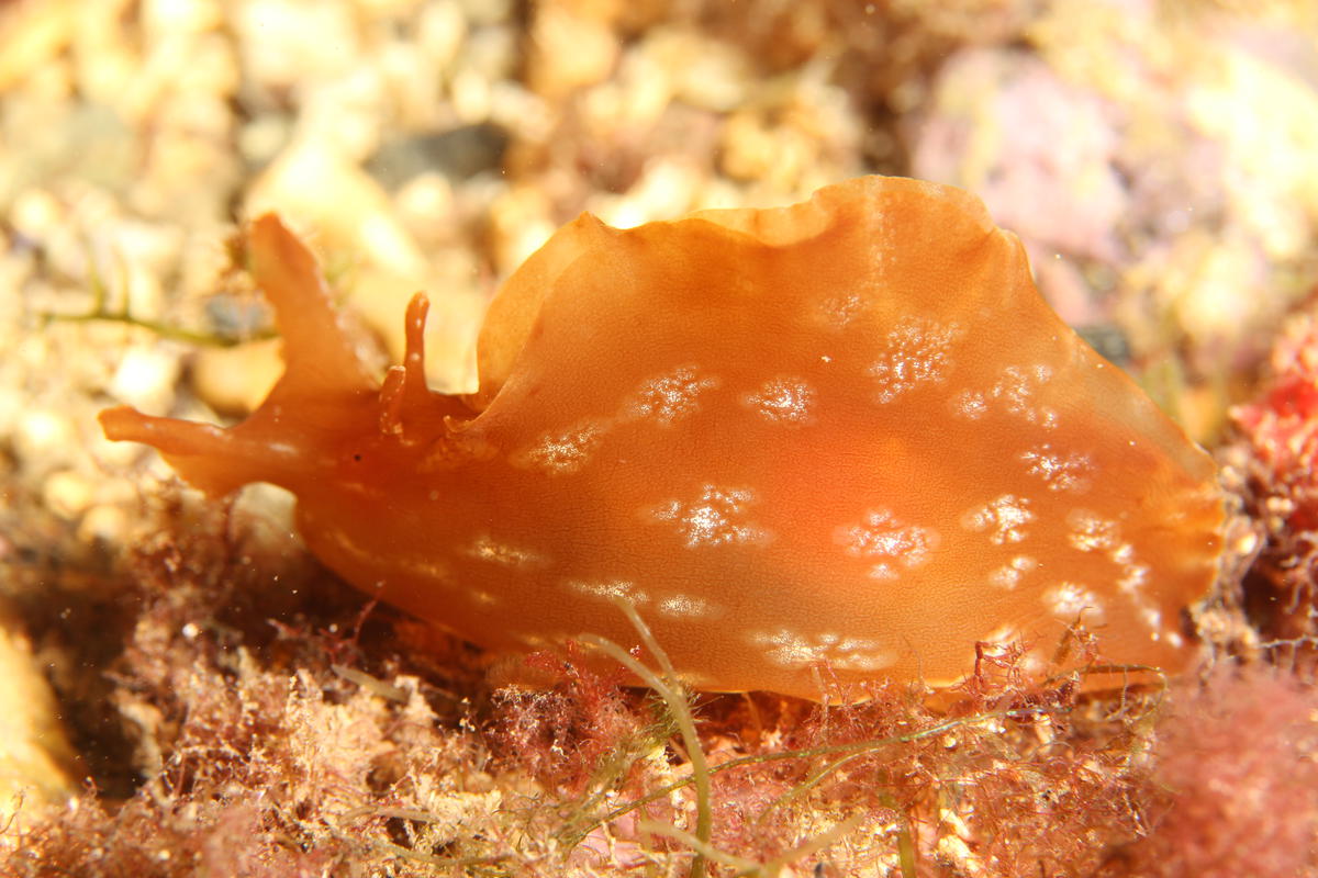 Quelle date Lens Marseille ?