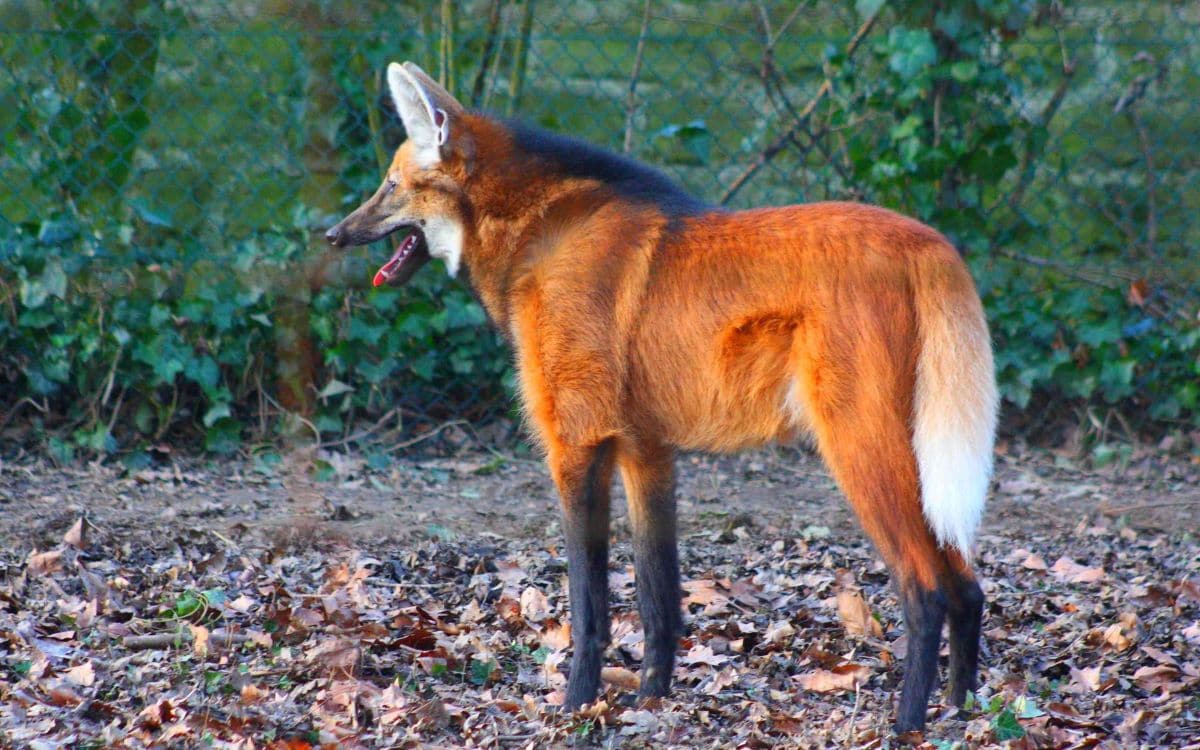 Qui inscrit un quadruple ?