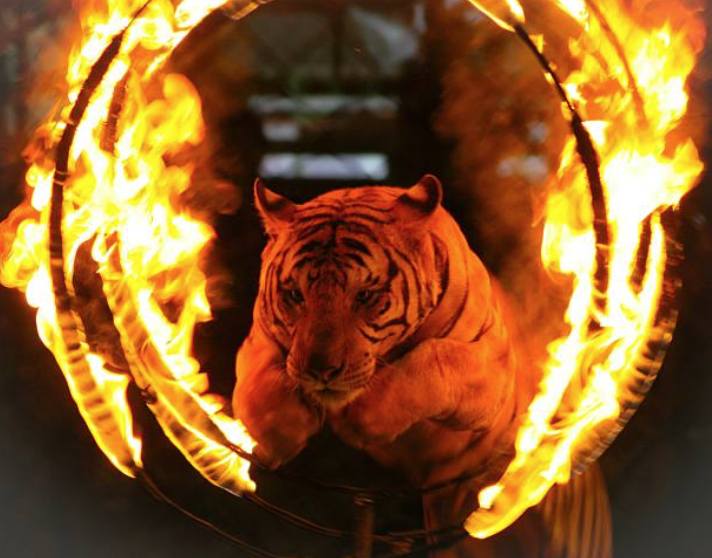 Qui a marqué le but pour l’Italie ?