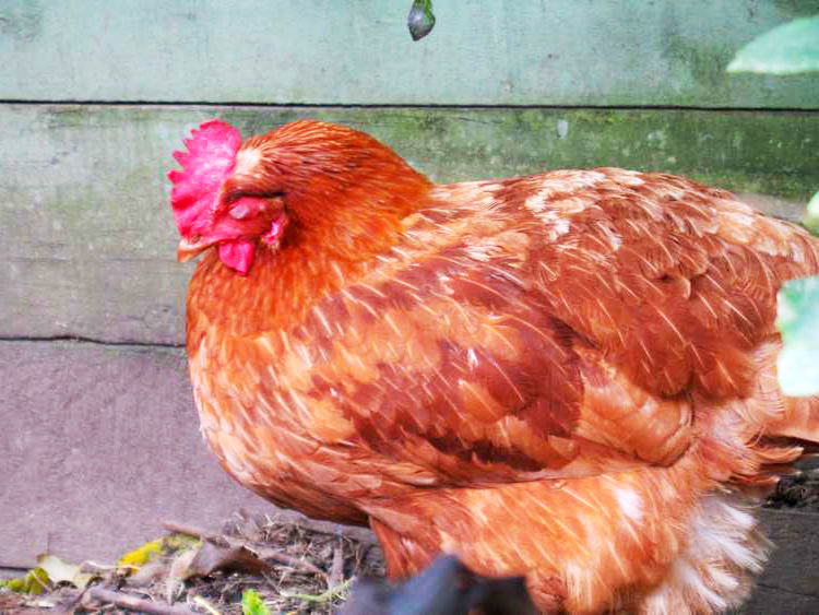 Quels sont les poules de l’Euro ?