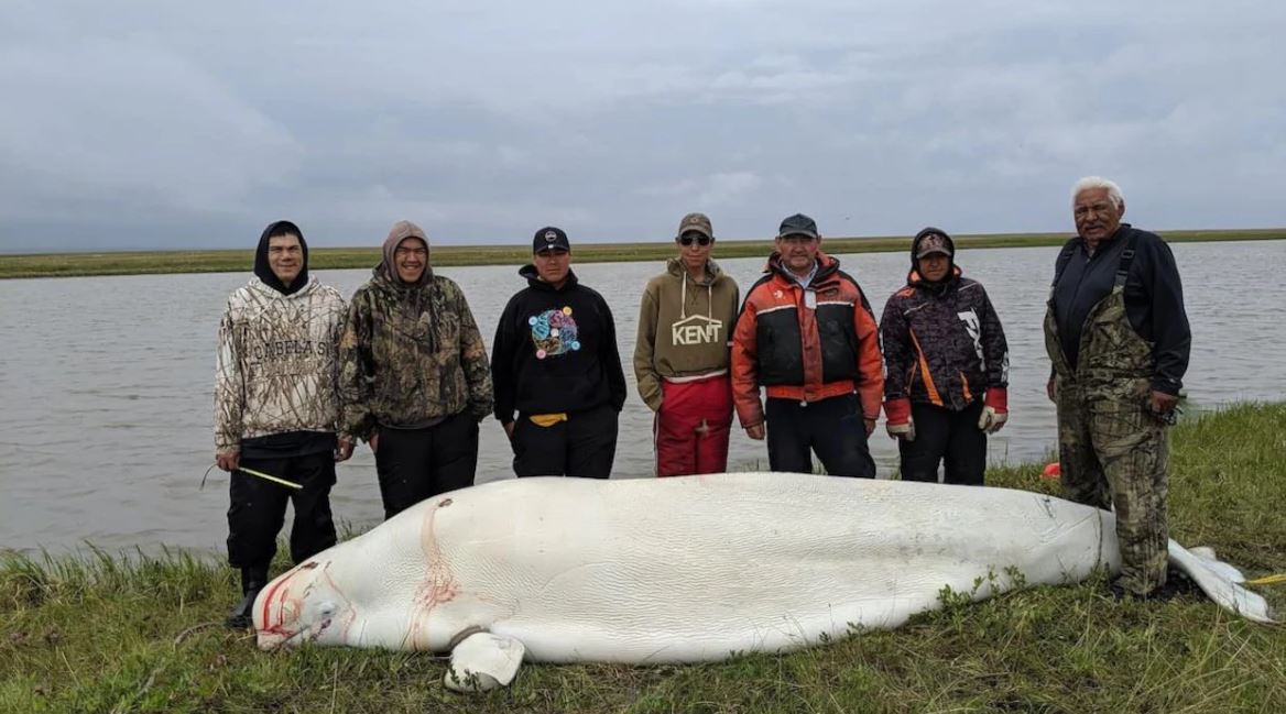 Est-ce qu’on peut manger une baleine ?
