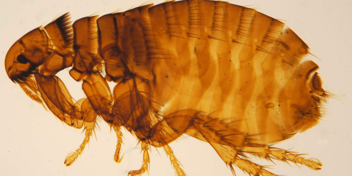 Quel est le poste le plus important au foot ?