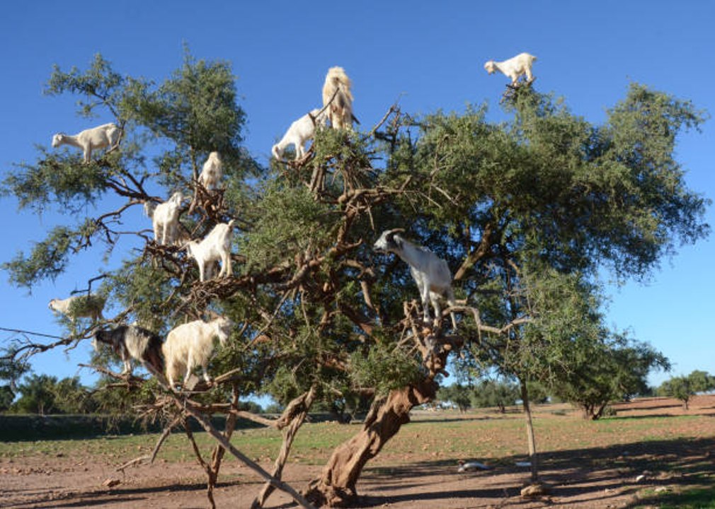 Quel animal pour nettoyer un terrain ?