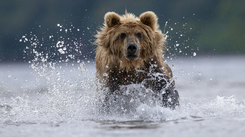 Quel animal représente l’Ukraine ?