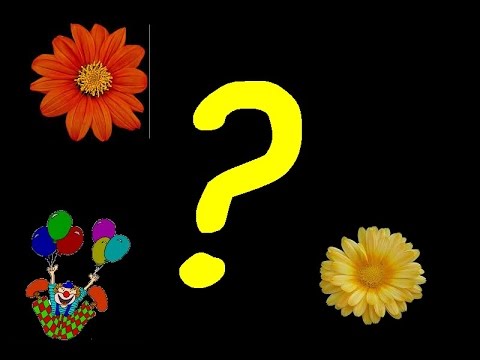 Qui est le mari de Magalie de N’oubliez pas les paroles ?