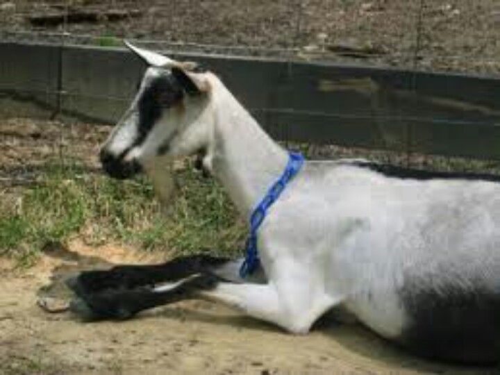 Pourquoi les gens disent Goat ?