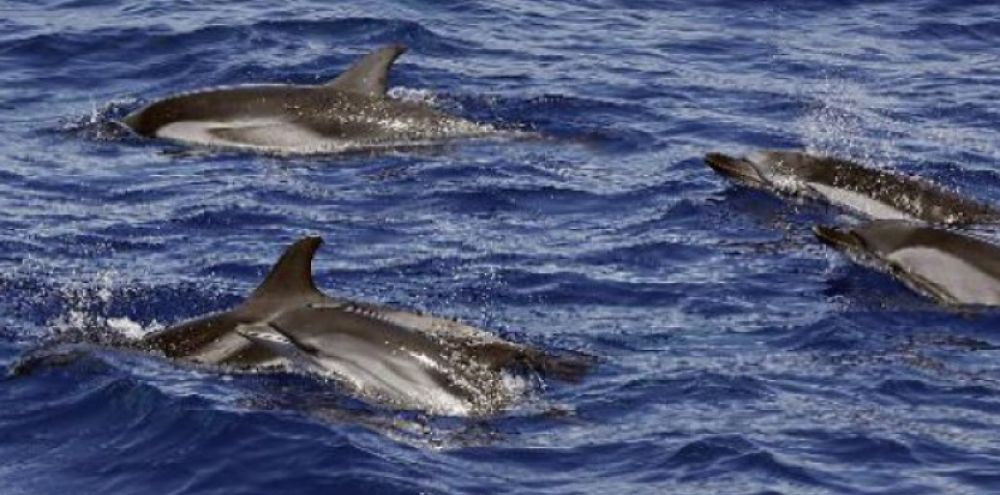 Où se passe le massacre des dauphins ?