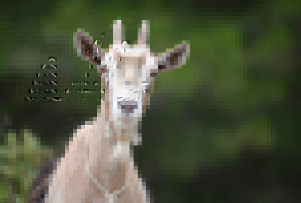 When did the goat term became popular?