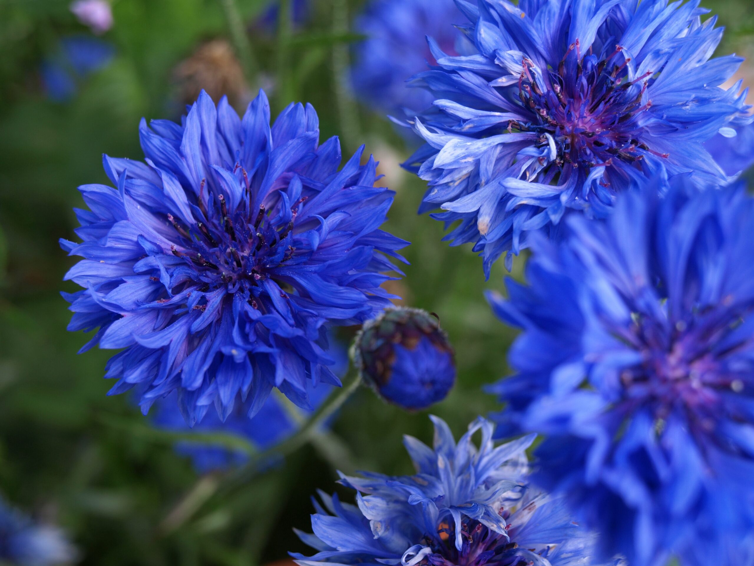 What is Flower of Scotland tartan?