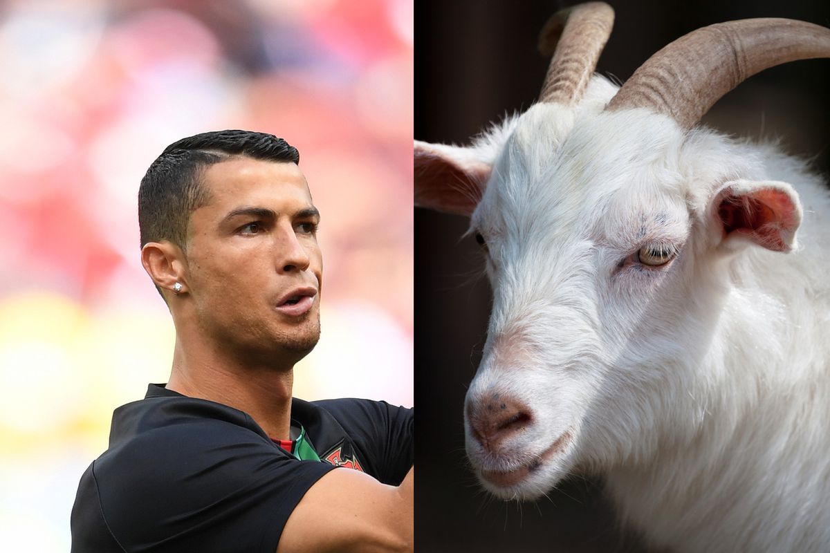 Who is the real goat?