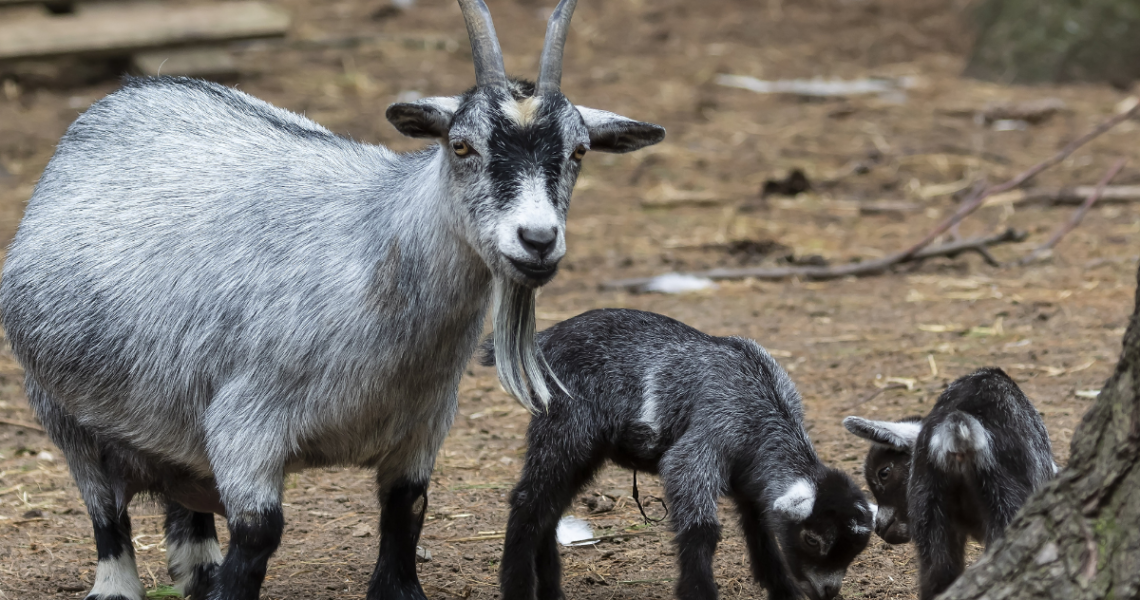 Is Messi goat?